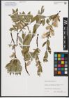 Foto von Salix phylicifolia L.